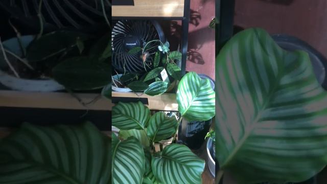 Jungle Vibes 🌱 #plants #philodendron #plantcare смотреть онлайн