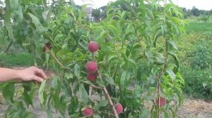 Персик Харбингер((Harbinger)