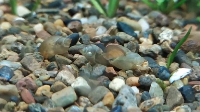 Бурые водоросли VS Рыбы-Водорослееды смотреть онлайн