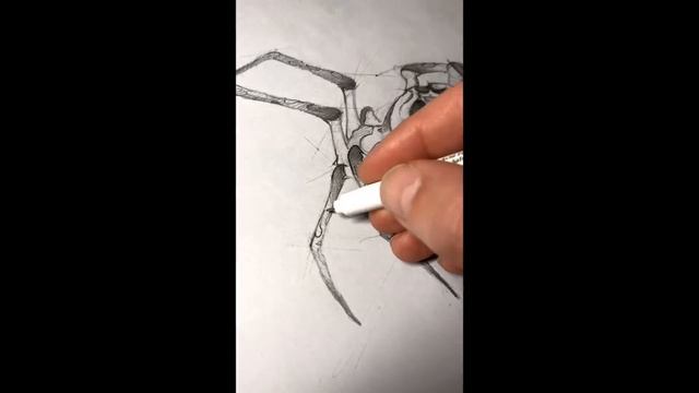 spider + skull sketch psdelux смотреть онлайн