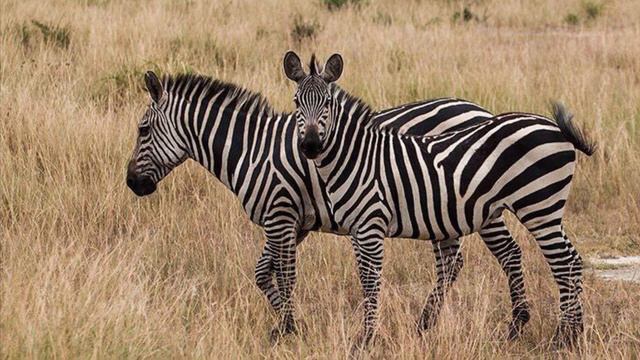 Звук зебры # Zebra Sound