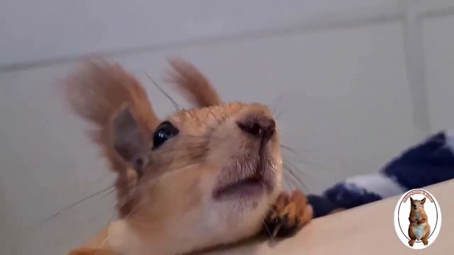 У белки такооооой длинный язык!!! ???? А ещё, надо зубки поточить...?The squirrel has a long tongue смотреть онлайн