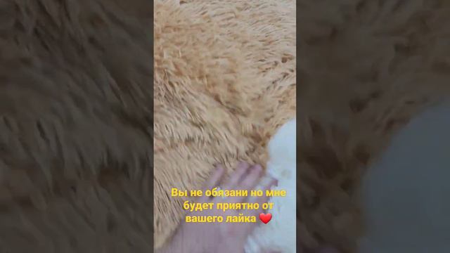 шиншиллы покрывало на спальню размер 220х240 для заказа пишите в ват сап 89288688999 смотреть онлайн