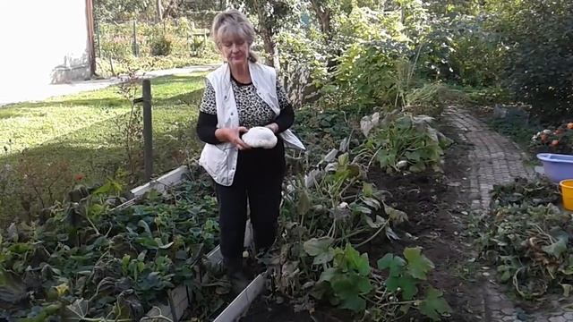 Огород  24сентября .Виноград ,клубника,патисоны,диплодения.