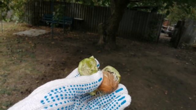 Наконец-то погода комфортная для уборки во дворе и в сараях, все при деле. Краснодарский край смотреть онлайн