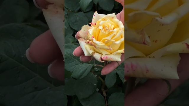 Желтые розы: делимся опытом выращивания смотреть онлайн