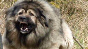 5 МИНУСОВ КАВКАЗСКОЙ ОВЧАРКИ, которые нужно знать при выборе породы!