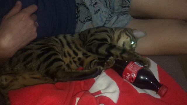 Бенгальский кот и кока-кола.  Bengal Cat And Coca Cola