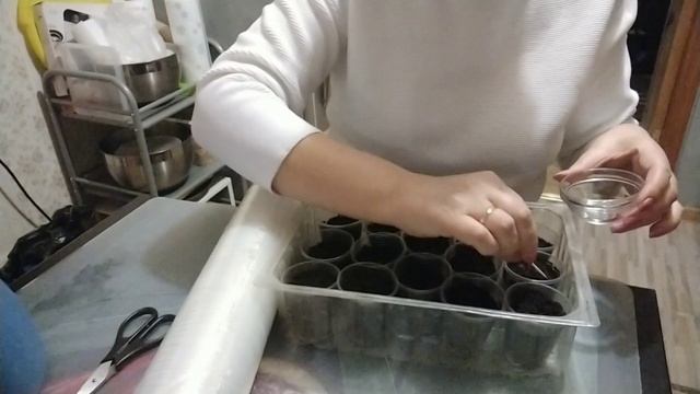 Эустома. Посев семян в декабре.Для выращивания в Подмосковье. смотреть онлайн