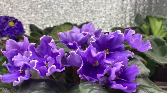 История фиалки безымяшки и первое цветение сорта НК-Синий Кит смотреть онлайн