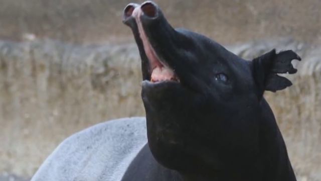 Аномальные животные ЭТО УЖААС СМОТРЕТЬ ВСЕМ смотреть онлайн