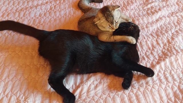 Шотландские вислоухие кошки,любовь мамы и дочки, черная мама кошка смотреть онлайн