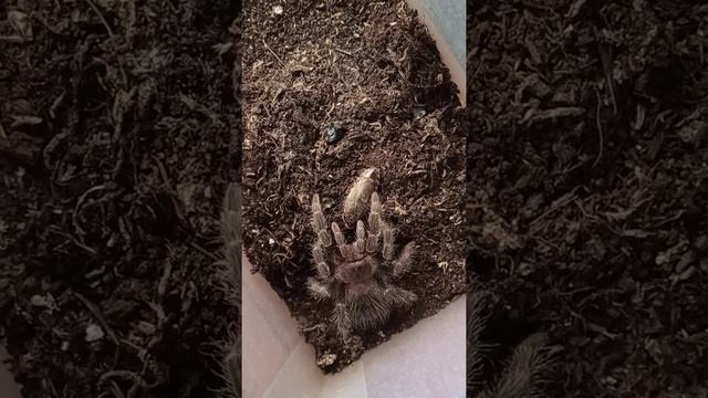 Если паук не берёт корм, что это значит? смотреть онлайн