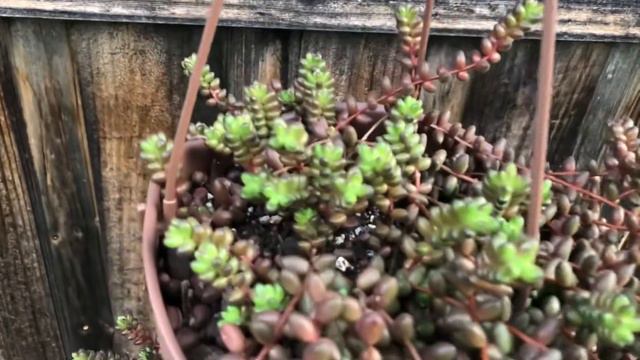 Sedum Stahlii - Watching My Succulents Grow By: Jen's Succulent Creations