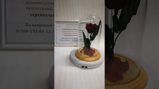 Бордовая роза премиум с эйфелевой башней в колбе смотреть онлайн