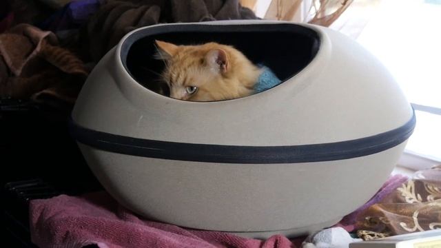 Домик с подогревом. Котам нравится. смотреть онлайн