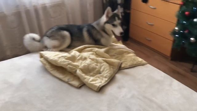 Оккупация кровати?? смотреть онлайн