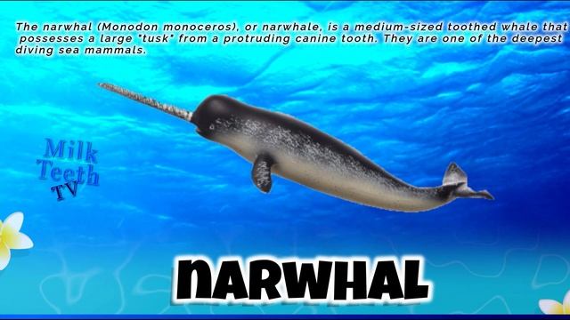 Types of Whales | Baleen and Toothed Whales Names | with Pictures and description for Students GK смотреть онлайн