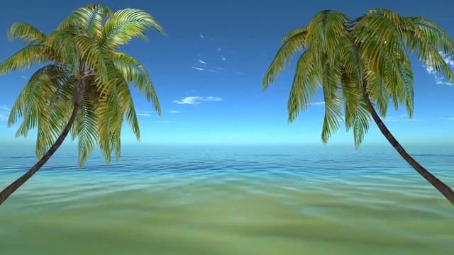 Красивые пальмы