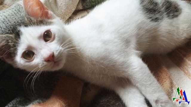 Женщина кормила уличных котов, когда увидела необычного новичка - котенок имел только передние лапы смотреть онлайн