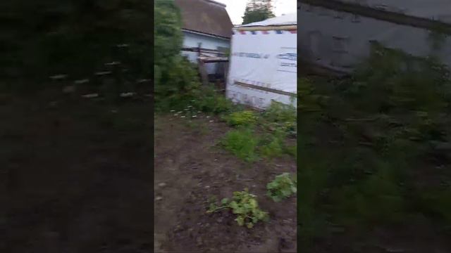 ТОЛЬЯТТИ ДАЧА 77 ХАСКИ смотреть онлайн