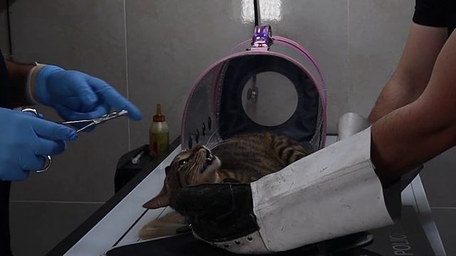 how to give an angry and ferocious cat medicine and pills 😂 😱 смотреть онлайн