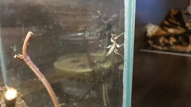 ОНИ НАЧАЛИ ВЫЛУПЛЯТЬСЯ...АВСТРАЛИЙСКИЕ ПАЛОЧНИКИ...Extatosoma tiaratum смотреть онлайн