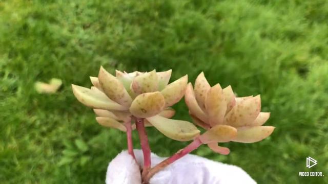 Echeveria Melody