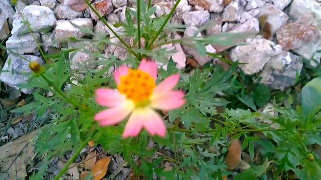 Bunga Kenikir Warna Pink смотреть онлайн