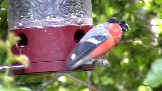 Видео снегирь смотреть онлайн