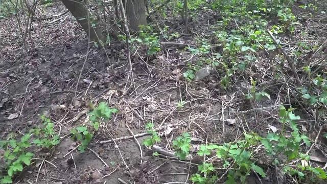 Разнообразие грибов сморчковая шапочка, трутовик серно жёлтый,пилолистник тигровый, грибы Крыма 202 смотреть онлайн