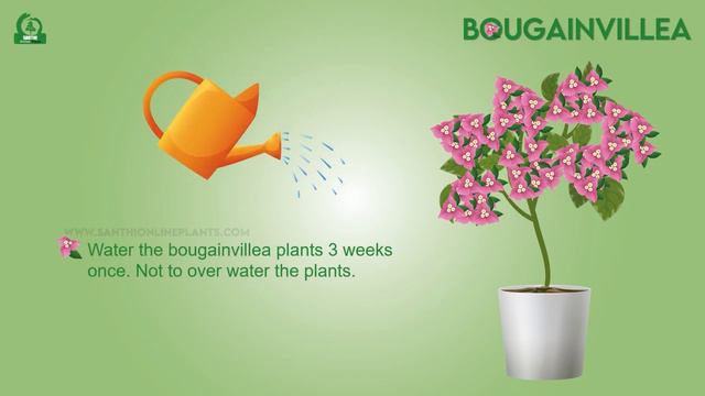 Bougainvillea | Santhi Online Plants | Buy Plants Online #plants #garden смотреть онлайн