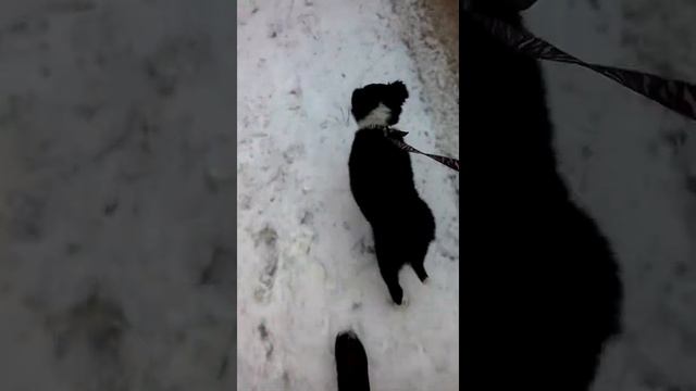 Прививка от бешенства смотреть онлайн