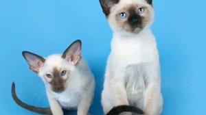 Отличие Тайских и Сиамских кошек