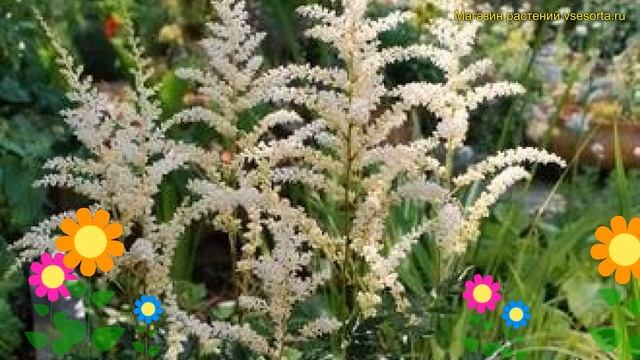 Астильба простолистная Дарвинс Сноуспрайт. Краткий обзор astilbe simplicifolia Darwin;s Snowsprite смотреть онлайн