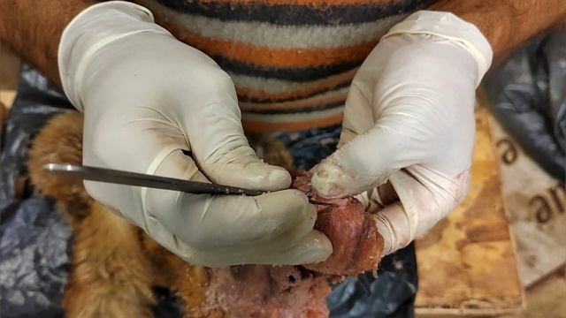 обработка шкуры лисы первичная обработка препарирование