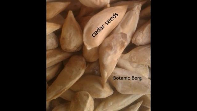 Cedrus Deodara (fresh seeds) смотреть онлайн