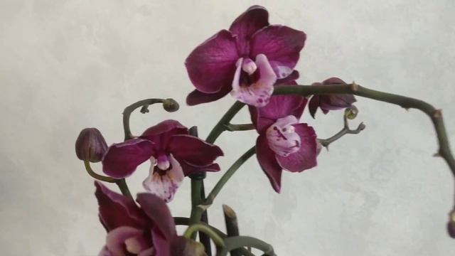 Орхидея Yuka/Юкка