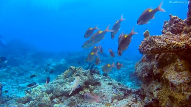 Aquarium 4K (VIDEO ULTRA HD) ? Tropical Fish, Coral Reefs - Reduce Stress And Anxiety смотреть онлайн