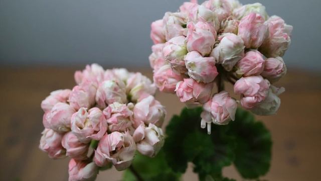 3월 제라늄 1편, Pelargoniums in March Part 1 (2021) смотреть онлайн