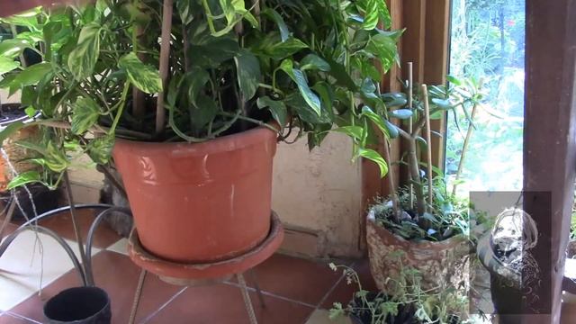 ТЫКВА ГОРЛЯНКА. МАСТЕРИМ КАШПО ДЛЯ ЦВЕТОВ! смотреть онлайн