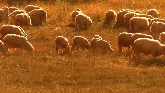 MODÃO DAS ANTIGAS RAIZ SERTANEJO ANTIGO 🔊 MODÃO DE BUTECO RECORDAÇÕES ROMÂNTICAS AS MELHORES