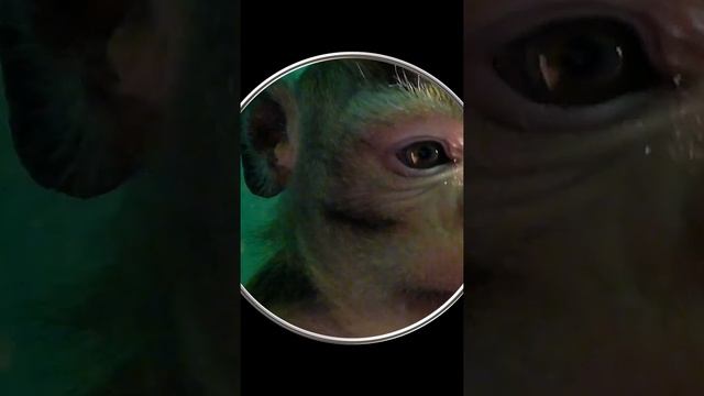 #Shorts Смешная Обезьянка. Прикольное Видео с Обезьяной Шортс Видео Shorts Смешные Животные Обезьян смотреть онлайн