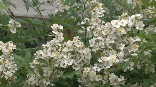 Народний та синоптичний прогноз на 21 червня смотреть онлайн