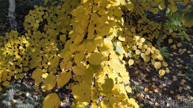 26 октября/ДЕНЬ КАРПА/Банное обиходье/Приметы/Поверья смотреть онлайн