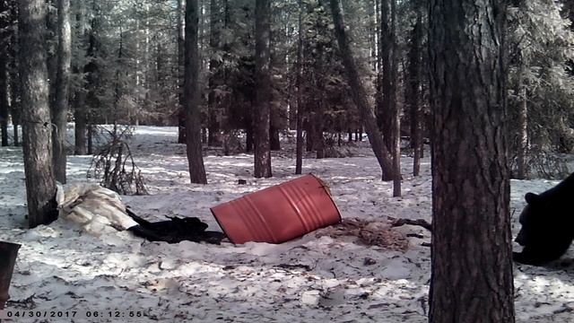 Видео с фото ловушки - Медведь смотреть онлайн