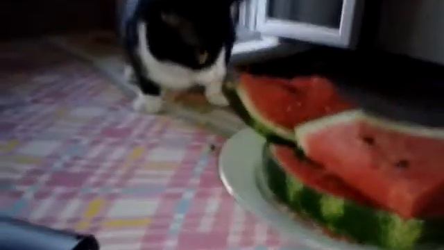 Кот кушает арбуз смотреть онлайн