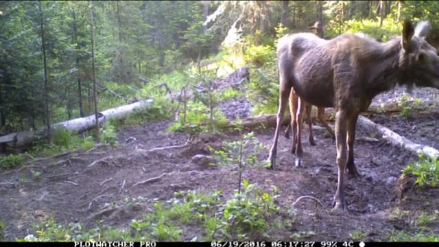 Лосиха с лосятами смотреть онлайн