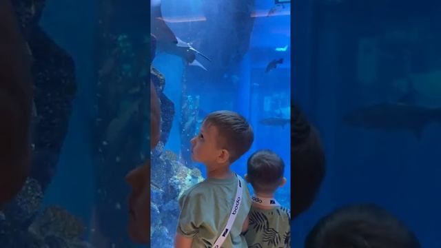 DUBAI MALL. Дубай мол Аквариум. Самый большой магазин сладостей. Шоу поющих фонтанов. смотреть онлайн