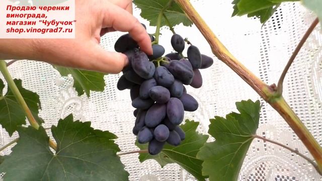 Виноград ПОДАРОК БЕЛОРУССИИ- очень ранний, крупные грозди и ягоды. Поздравляем с подарком- наблюдае смотреть онлайн